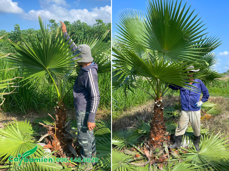 Chọn và bứng cây Cọ Mỹ lộ thân 50cm