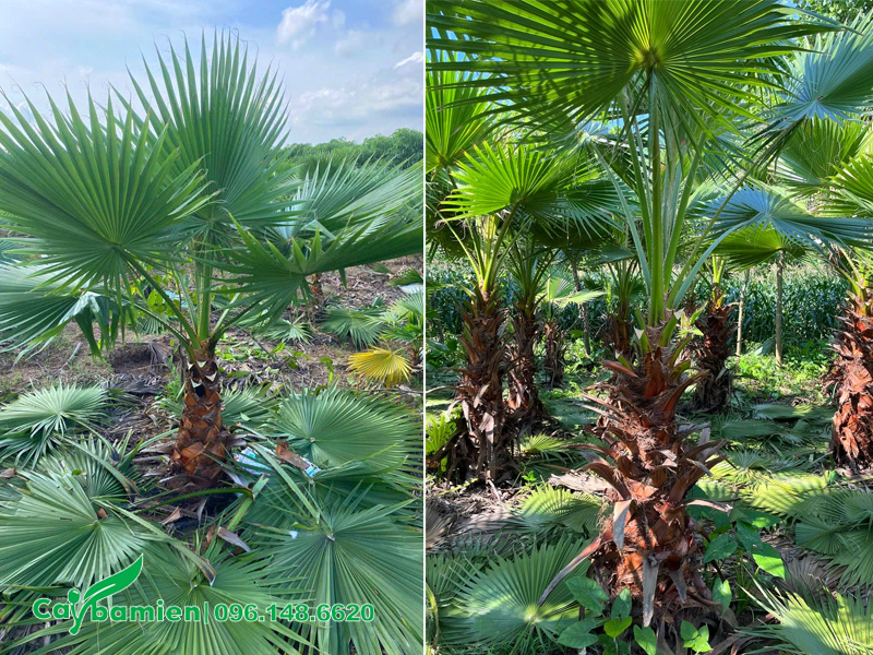 Vườn Cọ Mỹ đánh thẳng, chiều cao thoát thân 50cm - 1m