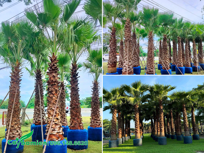 Vườn dưỡng số lượng lớn cây Cọ Mỹ công trình lóng thân 4 - 5m