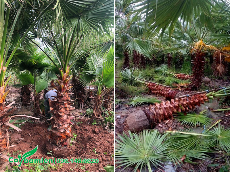 Bứng số lượng lớn cây Cọ Mỹ lóng cao 1.5 - 2m