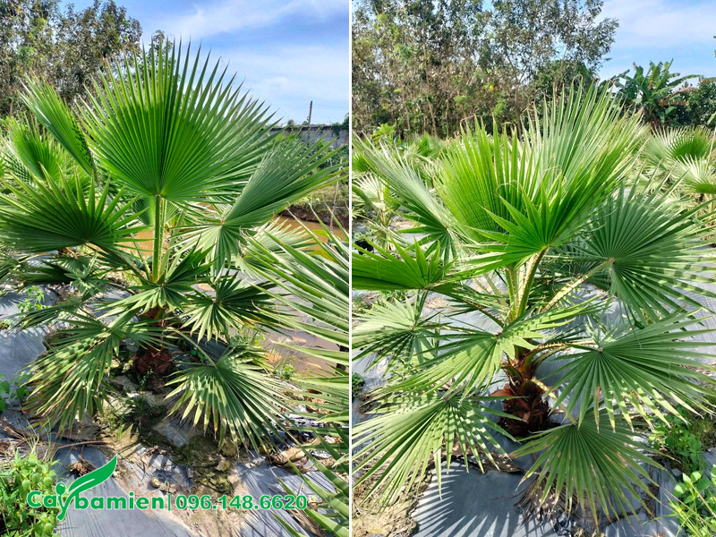 Vườn nuôi trồng cây cọ mỹ từ bé, chiều cao vút lá 1m