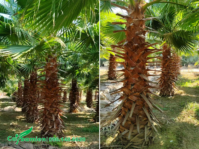 Cây khỏe, chiều cao lóng thân 2.5m, chưa bóc bẹ lá già