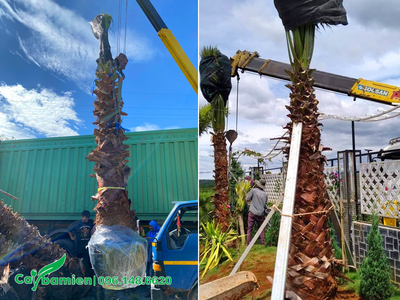 Trồng cọ mỹ công trình thoát thân cao 4 - 5m, trồng trước cổng nhà