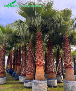 Bán cây Cọ Mỹ công trình đã dưỡng ủ, lóng cao 3m