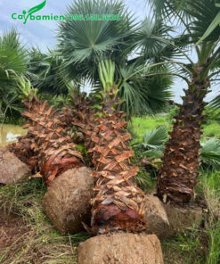 Mua cây Cọ Mỹ đánh thẳng, chiều cao lóng thân 2,5m