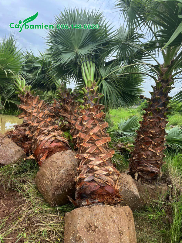 Mua cây Cọ Mỹ đánh thẳng, chiều cao lóng thân 2,5m