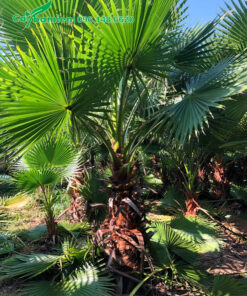 Vườn nuôi trồng cây cọ mỹ từ bé, lộ thân khoảng gần 1m