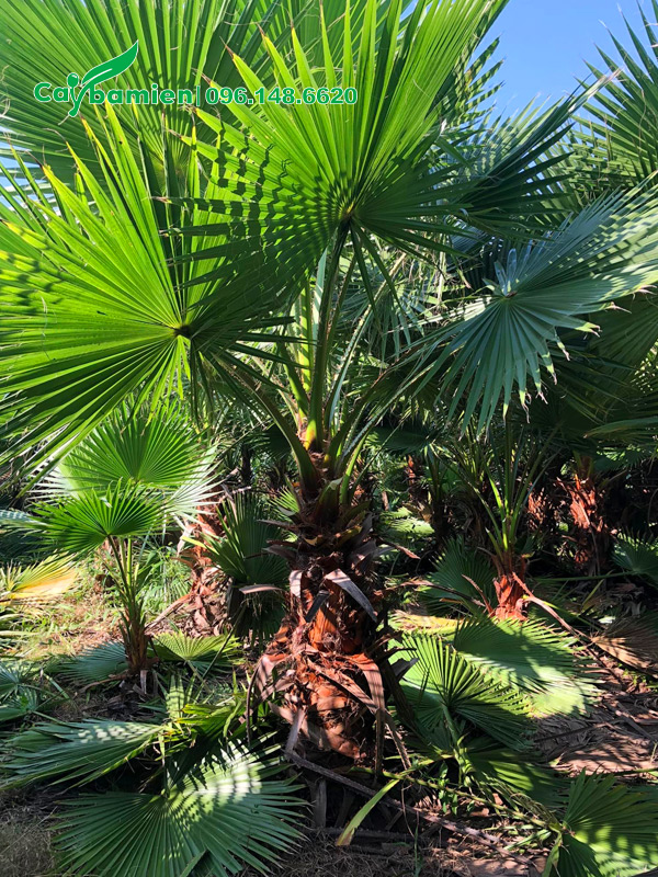 Vườn nuôi trồng cây cọ mỹ từ bé, lộ thân khoảng gần 1m