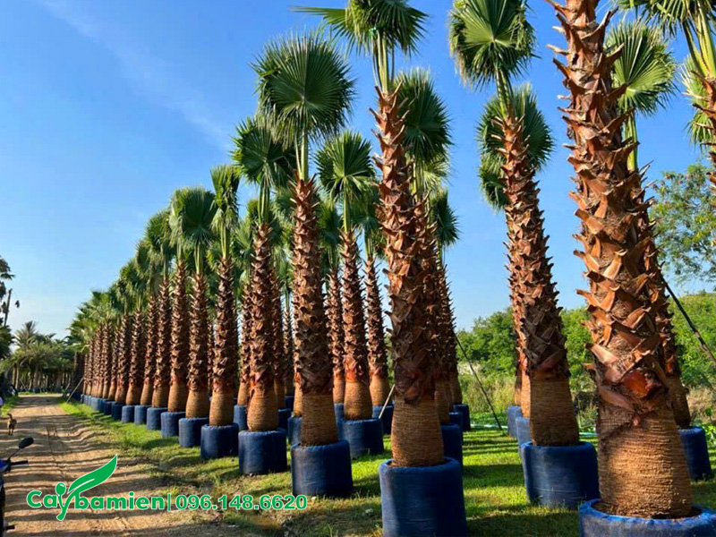 Những cây Cọ Mỹ cổ thụ đẳng cấp, lóng than cao 6 - 7m, bầu đẹp