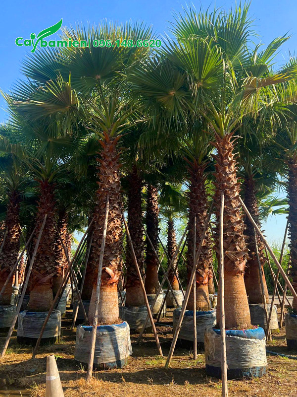 Cây đẹp, thân thẳng, thoát thân 3 - 4m, đang dưỡng tại vườn