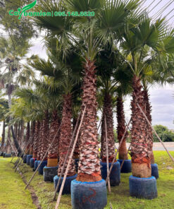 Cọ Mỹ công trình đã bứng bầu, đang dưỡng tại vườn ở Hưng Yên