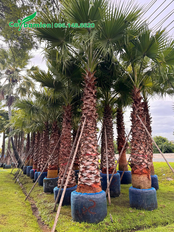 Cọ Mỹ công trình đã bứng bầu, đang dưỡng tại vườn ở Hưng Yên