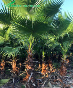 Vườn cọ mỹ số lượng lớn, chiều cao lóng thân từ 50cm - 1m