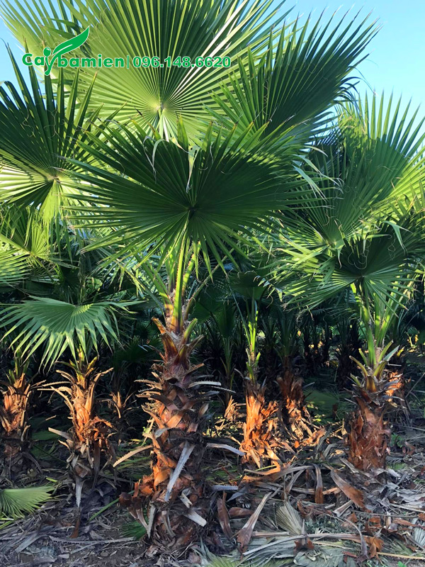 Vườn cọ mỹ số lượng lớn, chiều cao lóng thân từ 50cm - 1m