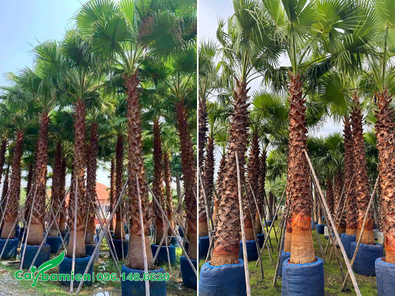 Vườn dưỡng hàng chục cây Cọ Mỹ công trình lóng thân cao 5m