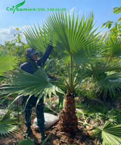 Bán cây cọ mỹ chiều cao vút lá 2m