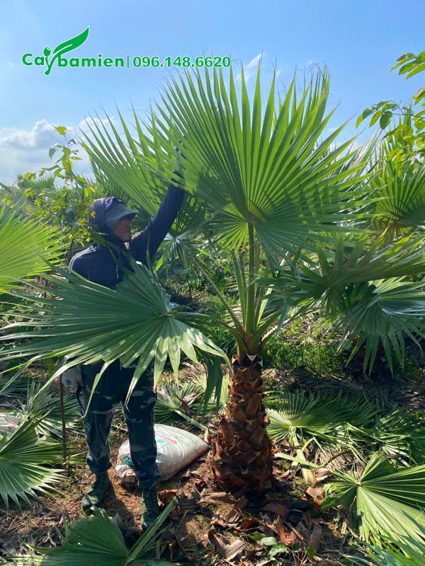 Bán cây cọ mỹ chiều cao vút lá 2m