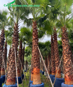 Cây tuyển chọn cho dự án khu đô thị ở Hải Phòng