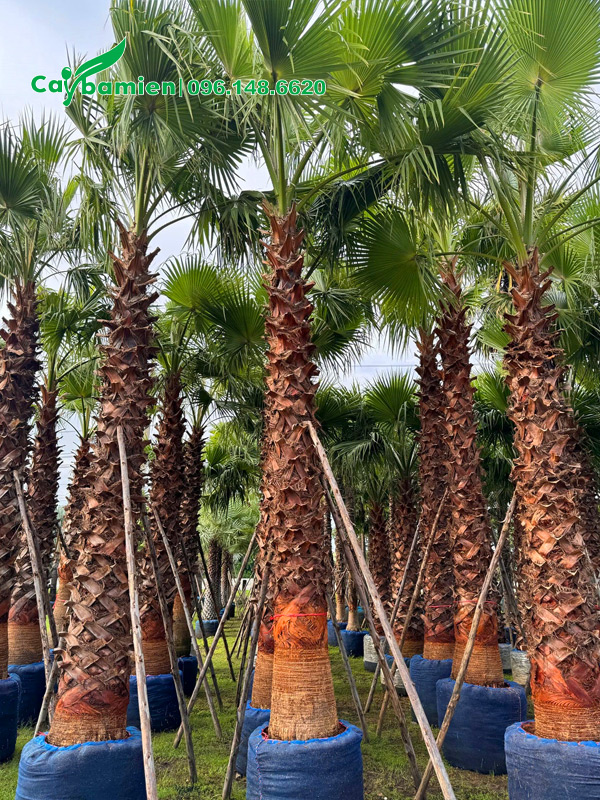 Cây tuyển chọn cho dự án khu đô thị ở Hải Phòng