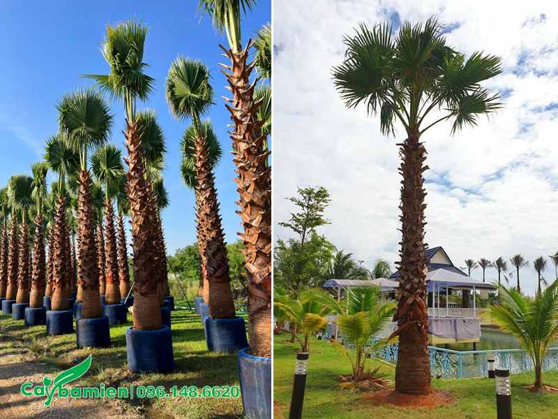 Trồng cây Cọ Mỹ lấy bóng mát cho khu resort miệt vườn