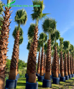 Vườn dưỡng số lượng lớn cây cọ mỹ lóng thân cao 4 - 5m tại Đồng Tháp