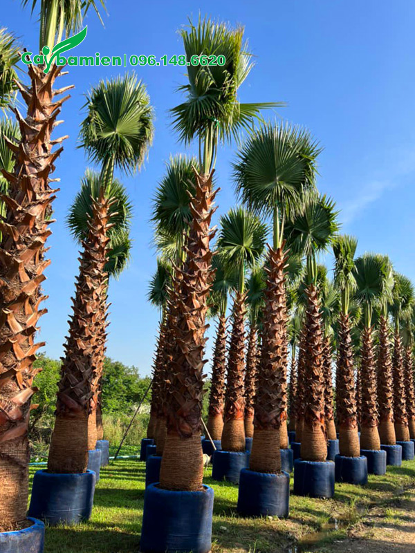 Vườn dưỡng số lượng lớn cây cọ mỹ lóng thân cao 4 - 5m tại Đồng Tháp