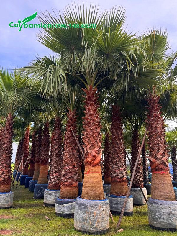 Bán cây Cọ Mỹ công trình đã dưỡng ủ, lóng cao 3m