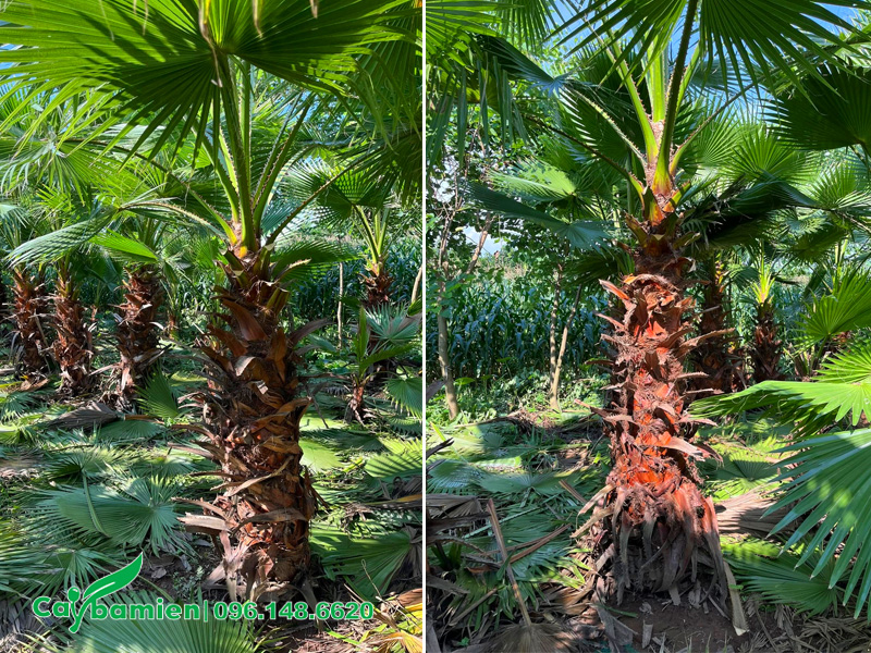 Cắt tỉa lá cho cây Cọ Mỹ trước khi bón phân