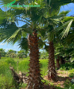 Hàng cây Cọ Mỹ công trình tại nhà vườn ở Hà Nội