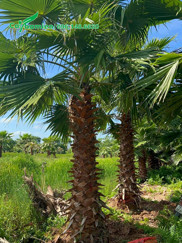 Hàng cây Cọ Mỹ công trình tại nhà vườn ở Hà Nội