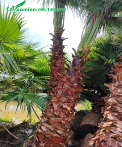 Cây cọ mỹ đánh thẳng, chiều cao lóng thân khoảng 2m