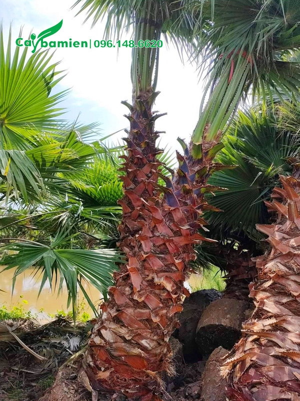 Cây cọ mỹ đánh thẳng, chiều cao lóng thân khoảng 2m