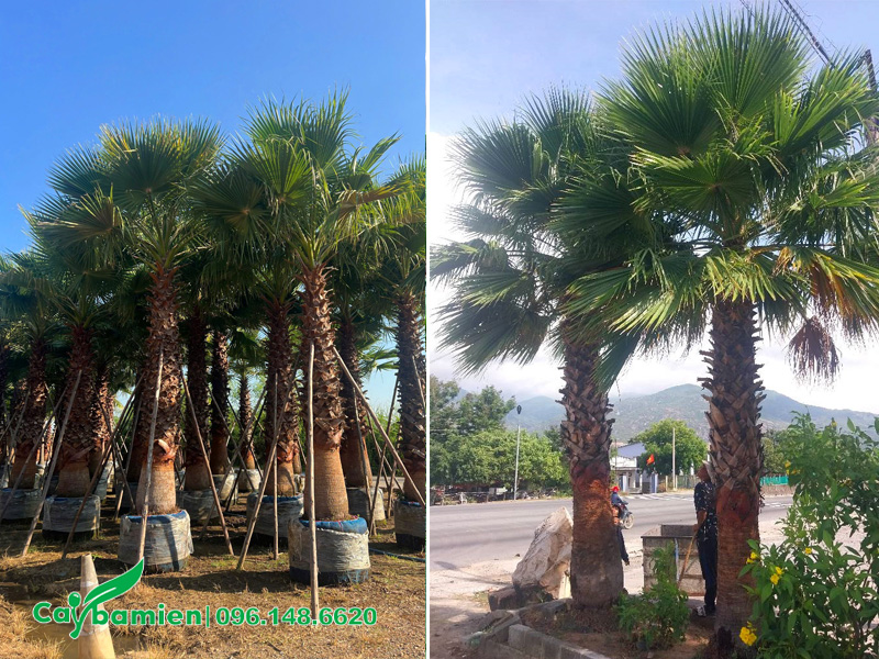 Thi công trồng cây Cọ Mỹ cho dự án tại Tp Hồ Chí Minh