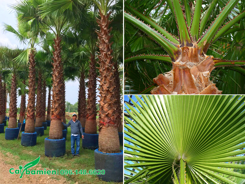 Đặc điểm hình thái cây Cọ Mỹ trưởng thành