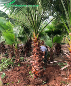 Đánh bầu cây cọ mỹ lóng thân cao 2m