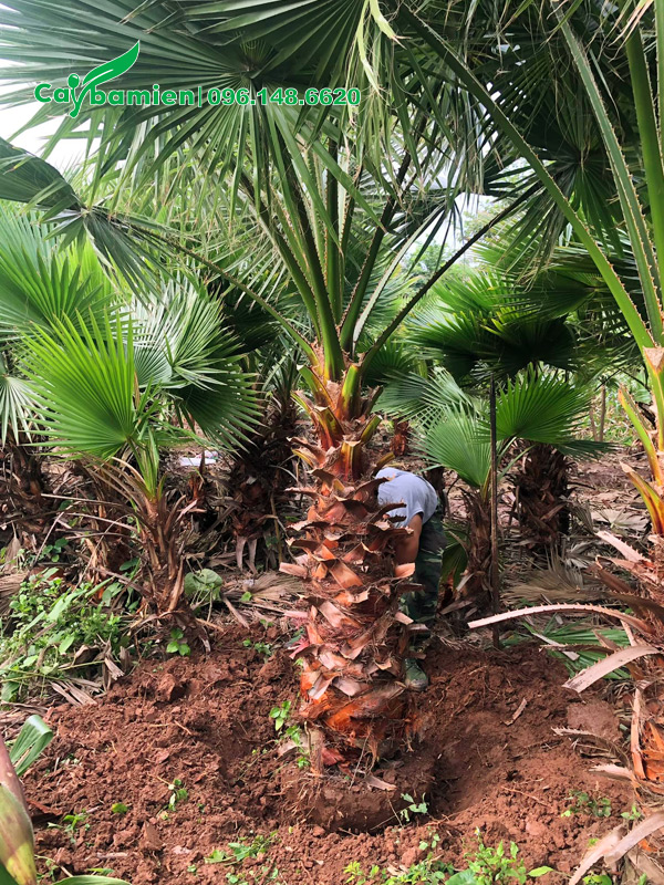 Đánh bầu cây cọ mỹ lóng thân cao 2m