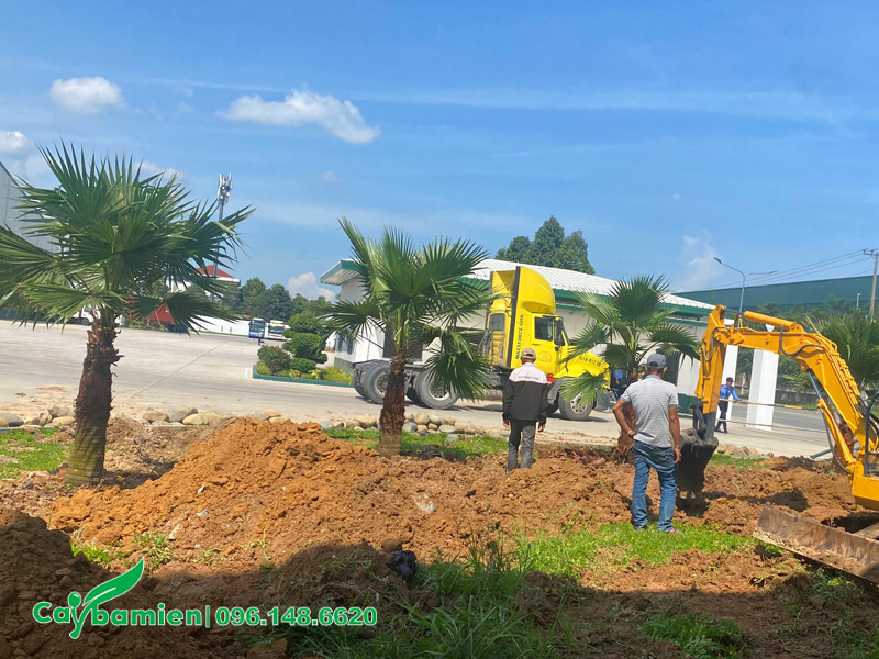 Đào hố trồng cây cọ mỹ loại nhỏ, lóng thân cao 1 - 1.5m