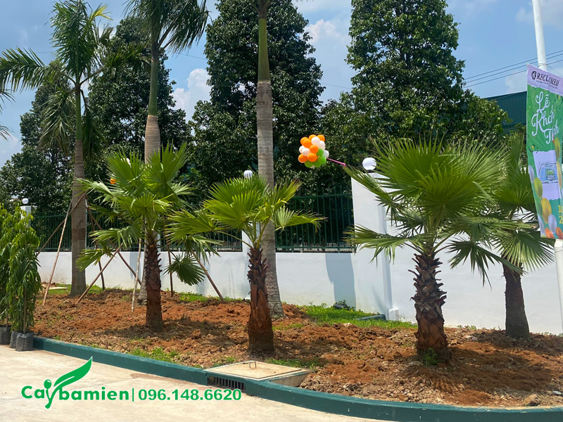 Hàng cây cọ mỹ có chiều cao 2m (tính cả lá) trồng tại nhà máy Reclaimed Bình Dương