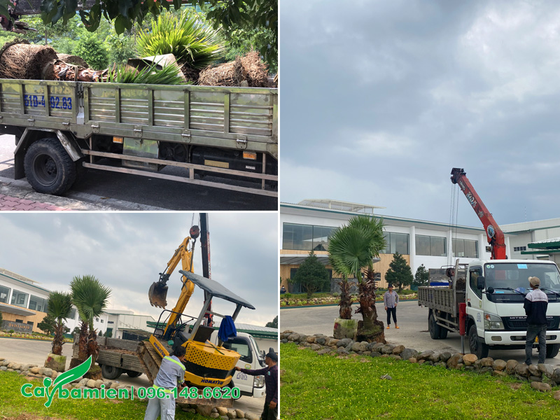 Tập kết số lượng lớn cây cọ mỹ công trình trồng cho nhà máy ở Bình Dương
