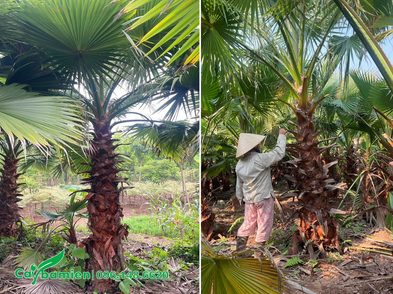 Chăm sóc vườn cây Cọ Mỹ lóng thân cao 2m