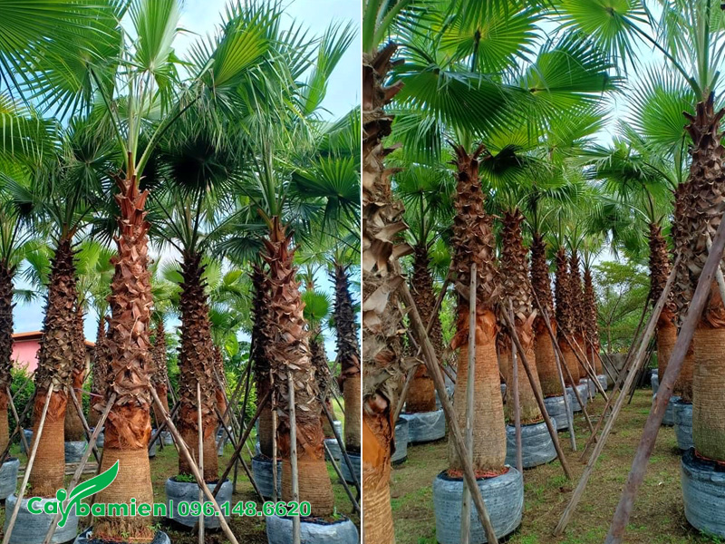 Vườn dưỡng ủ số lượng lớn cây Cọ Mỹ công trình lóng cao 4m