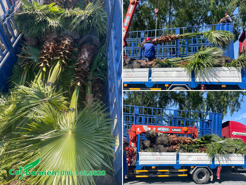Giao cây cọ mỹ tại Hà Nội, có xe cẩu đưa cây từ trên xe đến tận hố trồng