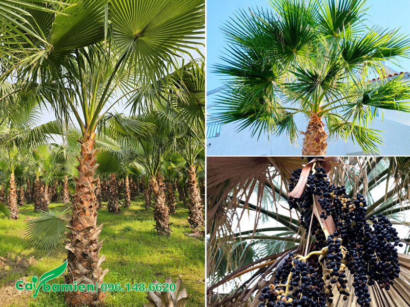 Hình ảnh cây, tán lá và quả cây cọ mỹ