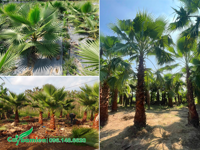 Vườn cây Cọ Mỹ số lượng hàng ngàn cây tại Đồng Nai