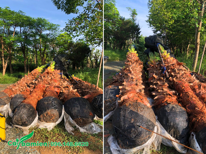 Bầu được bọc lưới chắc chắn, phun thuốc kích rễ để dưỡng cây