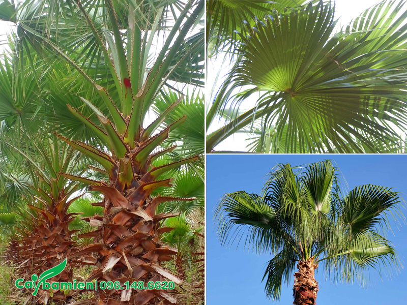 Hình dáng tán lá và tàu lá của cây Cọ Mỹ