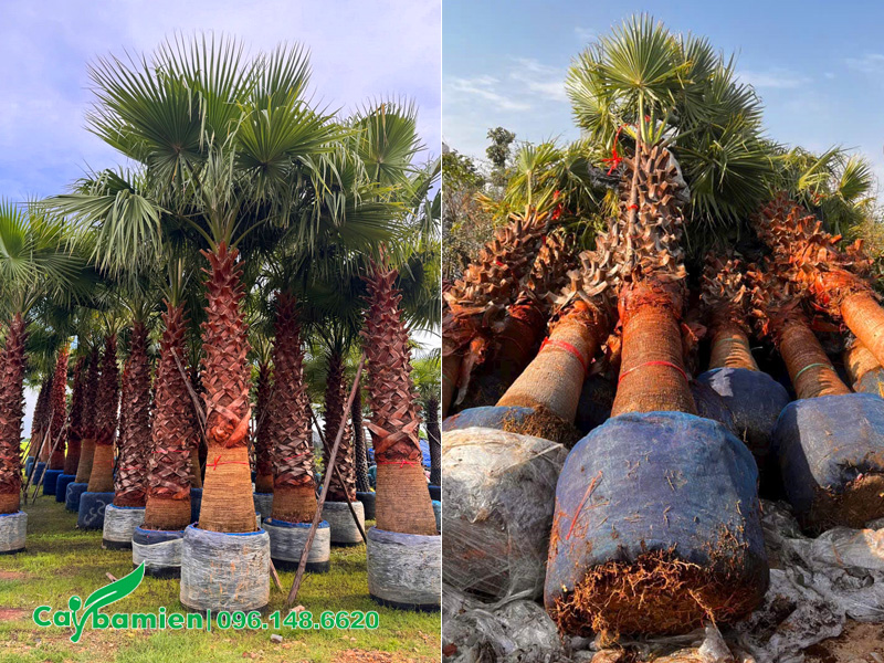 Mua cây Cọ Mỹ công trình lóng cao trên 4m, đường kính gốc 40cm