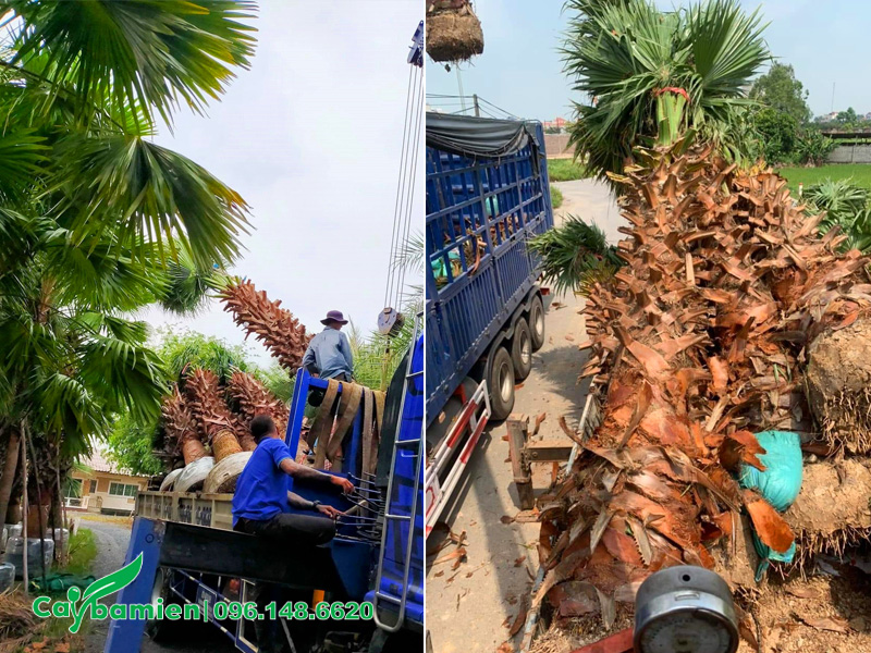 Cần cẩu đang di chuyển những cây Cọ Mỹ thoát thân 5 - 6m lên xe