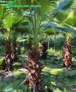 Vườn Cọ Mỹ lộ thân 1m - 1m5