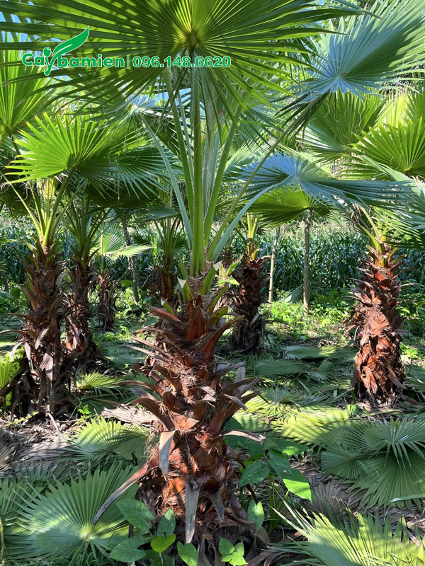 Vườn Cọ Mỹ lộ thân 1m - 1m5